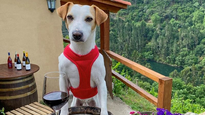 5 planes para hacer con perro en la Ribeira Sacra