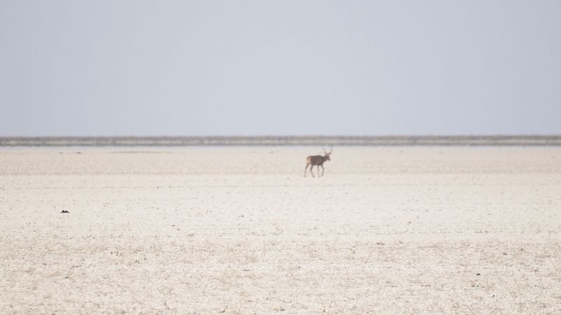 Doñana registra en 2022 su récord de temperatura máxima, con mínimas de precipitaciones