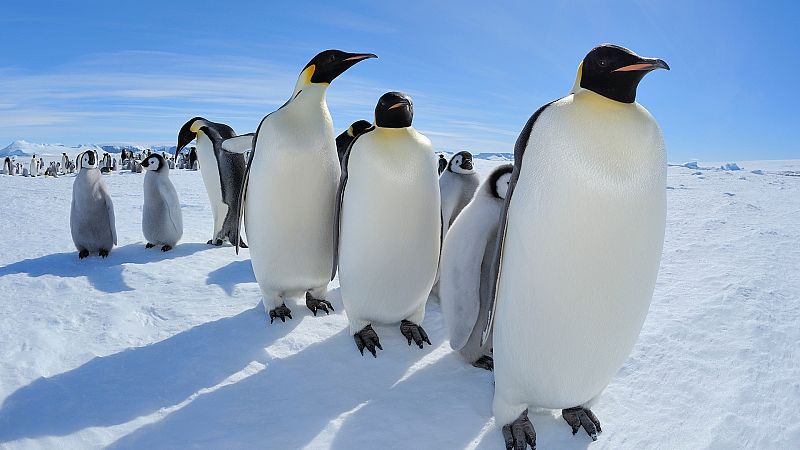 ¿Cómo afecta el cambio climático y la acción humana en los pingüinos?