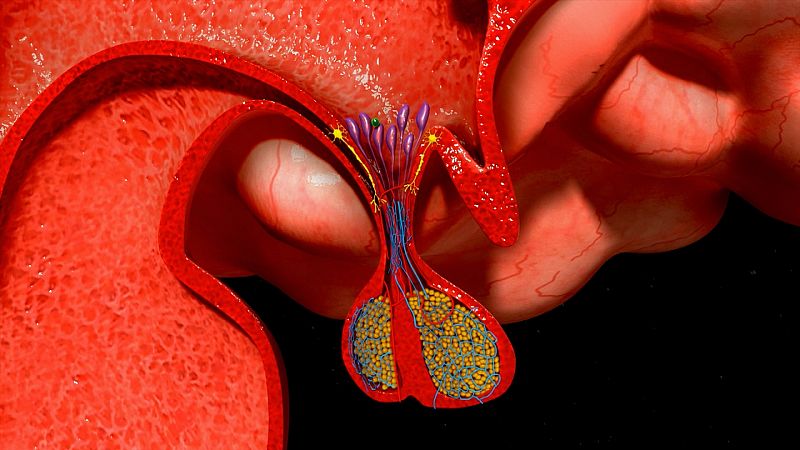 Hipfisis y tiroides: dos glndulas tan necesarias como misteriosas