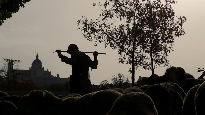 La Mesta, reino de lana