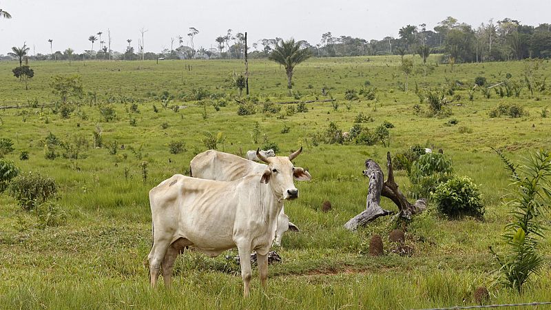 La selva amazónica colombiana se enfrenta a un nuevo enemigo: la ganadería
