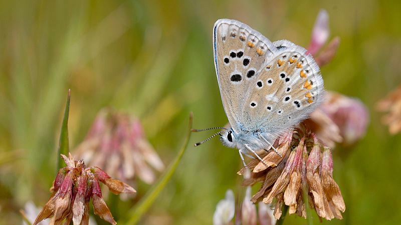 El declive silencioso de las mariposas: "Son indicadores de la salud de la biodiversidad y las estamos perdiendo"