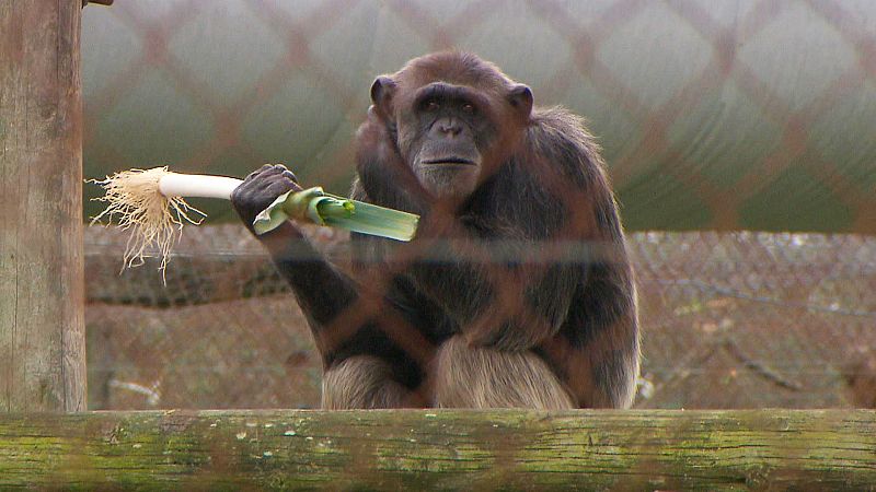 Mi mascota es un primate: las consecuencias devastadoras de la humanizacin de estos animales