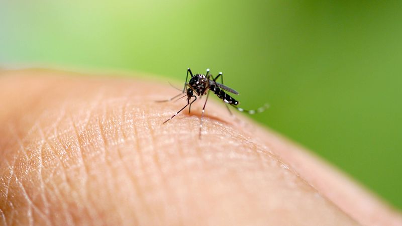 Identificados dos brotes de dengue en Ibiza que habrían afectado al menos a seis turistas alemanes