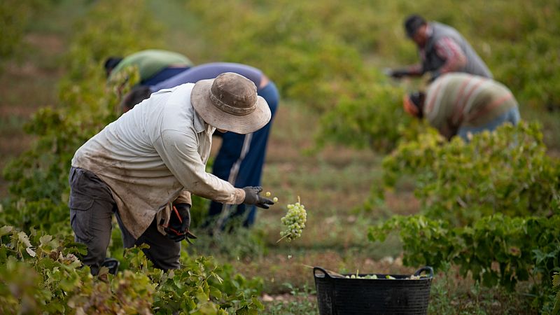 Contrataciones en origen: en 2023 llegarán a España 18.000 trabajadores para sectores como el de la agricultura