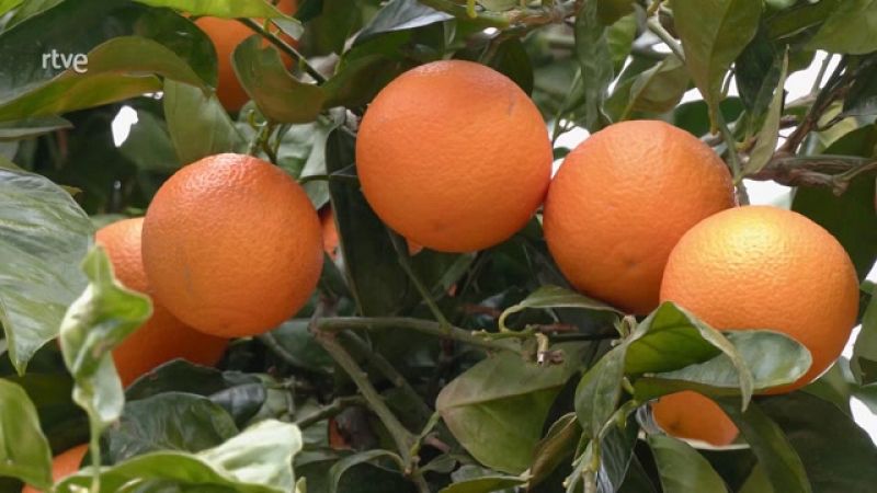 4 cosas que probablemente no sabías de las naranjas