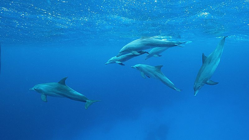 Estados Unidos compromete 6.000 millones de dólares para combatir las amenazas a los océanos