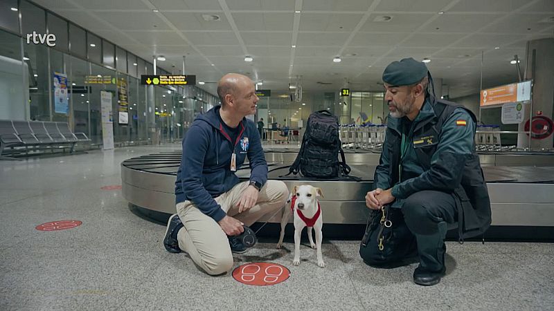 ¿Cómo debe volar un perro en la bodega del avión?