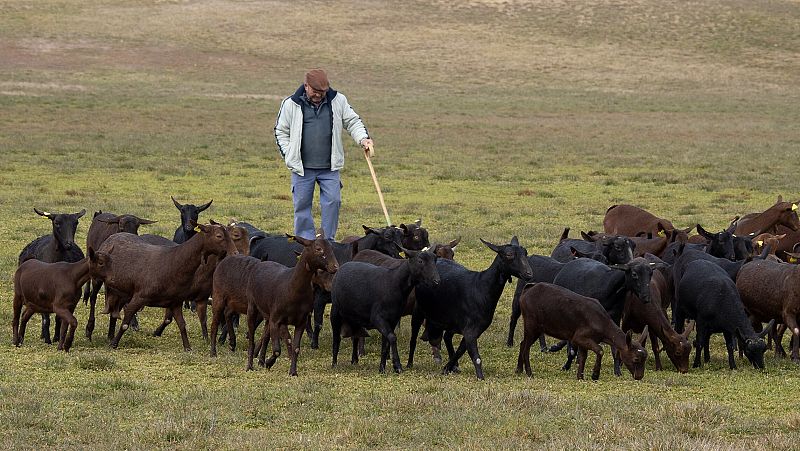 El Gobierno aprueba ayudas de hasta dos millones de euros para la reposición de ganado tras casos de viruela ovina