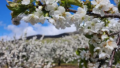 Floracin del Valle del Jerte: estos son los mejores miradores para hacer fotos