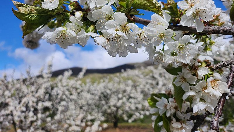 Cuándo y dónde ver la floración de los cerezos del Valle del Jerte: los mejores miradores para hacer fotos