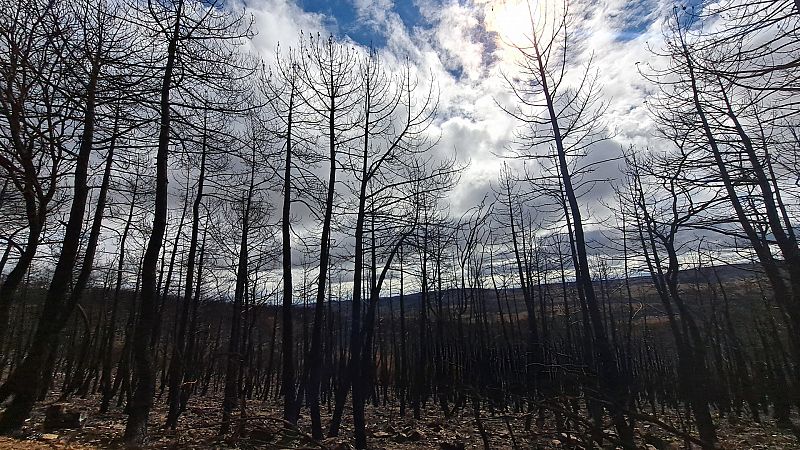 Incendios: cada vez ms devastadores e incontrolables