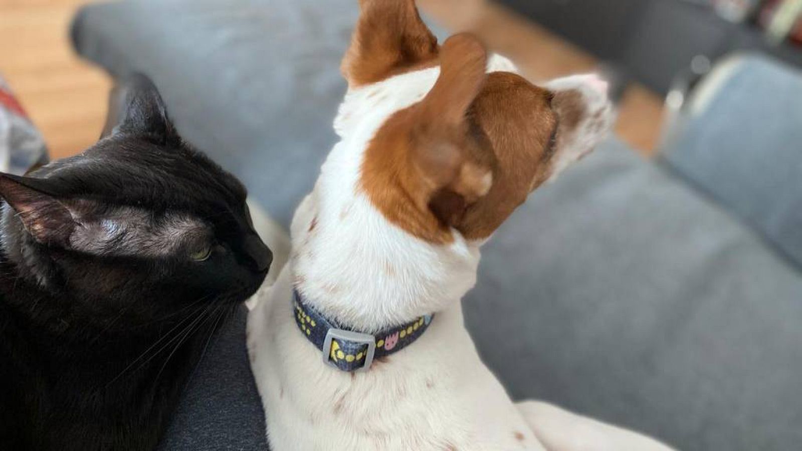 Bulos sobre la ley de bienestar animal: penas de cárcel y zoofilia | Ver