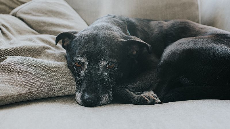 El dilema de la eutanasia en mascotas: un acto de "amor" que puede generar culpabilidad