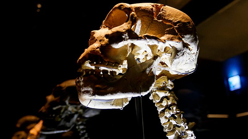 5 curiosidades sobre 'Migueln',  el 'Crneo nmero 5' de la Sima de los Huesos de Atapuerca