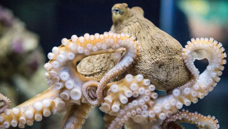 La primera granja de pulpos del mundo en Gran Canaria: un hito cientfico empaado por la polmica