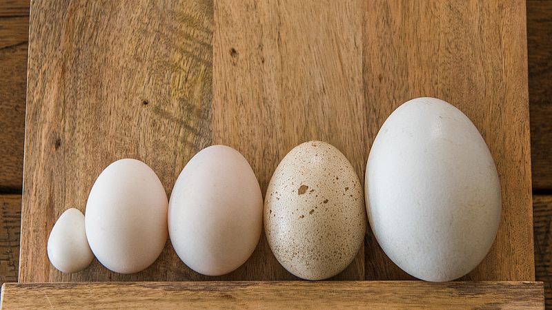 Huevos: tipos y diferencias. ¿Por qué se consumen más los de gallina?