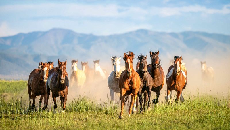 Los caballos españoles entraron en las Grandes Llanuras de Norteamérica antes que los colonizadores europeos