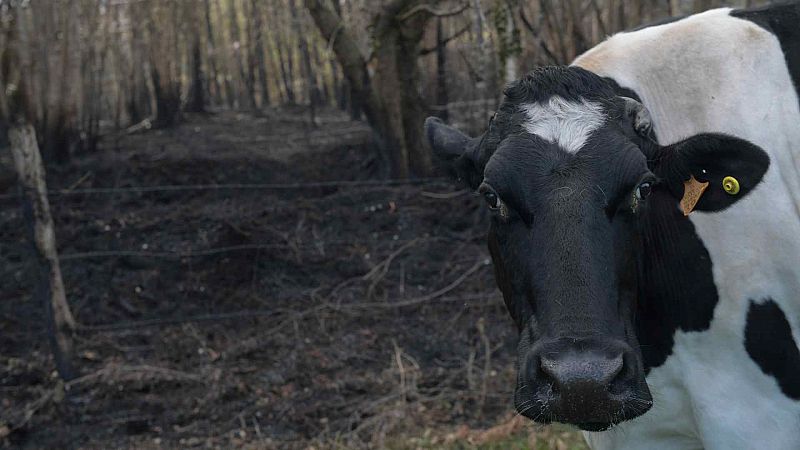 ¿Quién está detrás de la ola de incendios en Asturias?: "El noroeste de España tiene un problema con el uso del fuego"