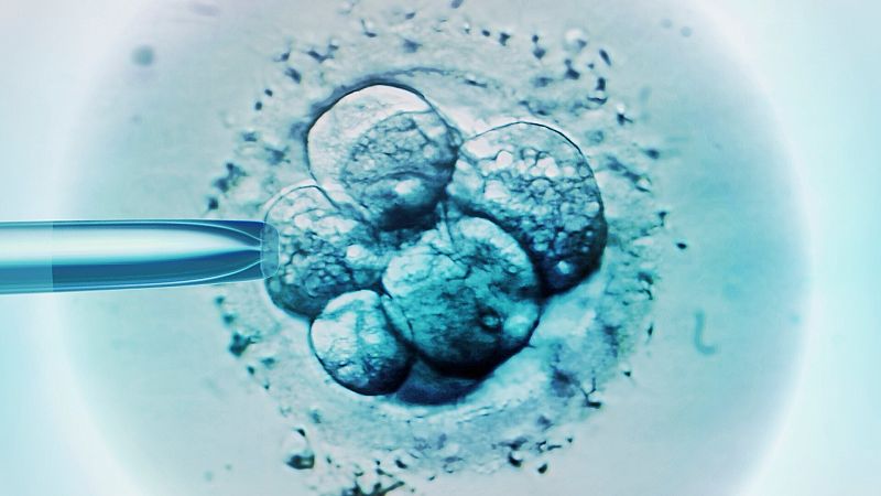 Científicos en China logran crear pseudoembriones de mono a partir de células madre