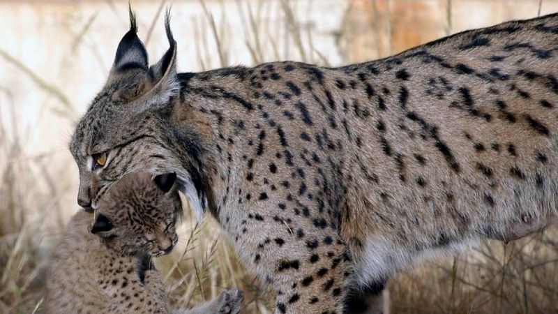 Nacen cinco cras de lince ibrico en Doana en dos nuevos alumbramientos