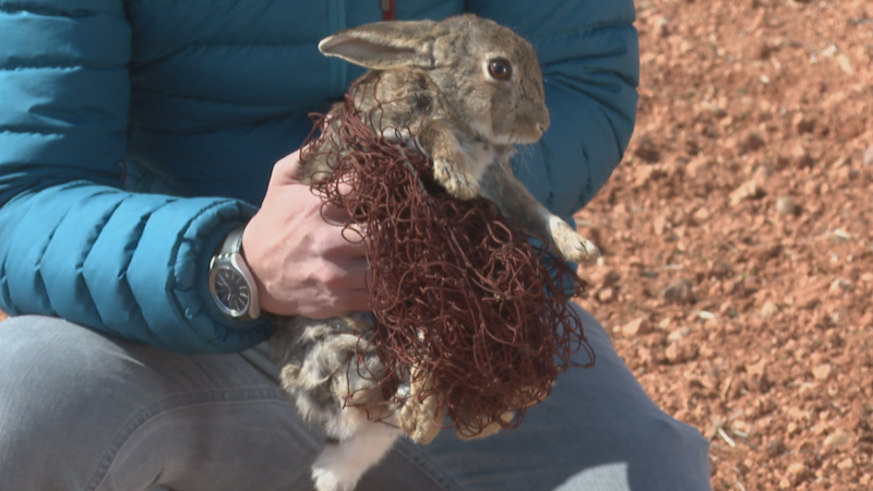 Ms de 50.000 hectreas de cultivos en Aragn se ven afectadas por una plaga de conejos hbridos
