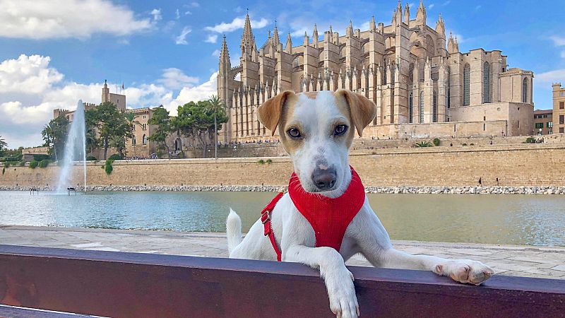 5 planes para hacer con perro en Mallorca