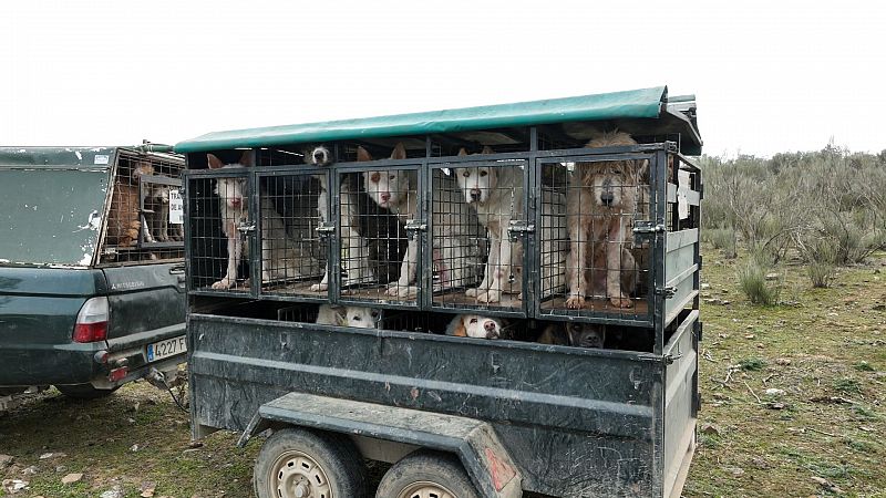 ¿Por qué los perros de caza no están protegidos por la Ley de Bienestar Animal?