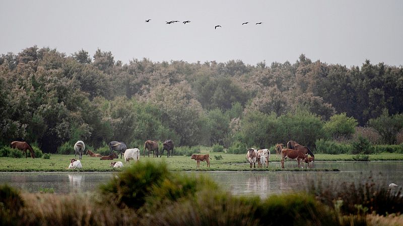 El PP Europeo asegura que la ley andaluza no afecta a Doñana y Ribera insiste en la "inmensa preocupación" de Bruselas