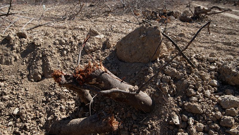 Los estragos de la sequía se dejan notar en el campo: "Esto no lo había conocido nadie"