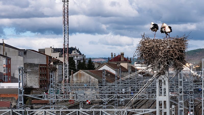 El ruido excesivo, una "amenaza invisible" para los ecosistemas: "Solo conocemos la punta del iceberg"
