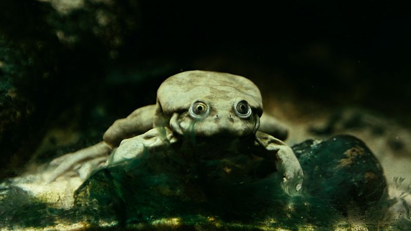 Carrera contrarreloj para salvar las especies ms singulares del mundo