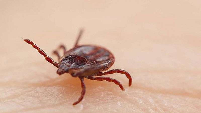 Lyme: una enfermedad silenciosa e infradiagnosticada