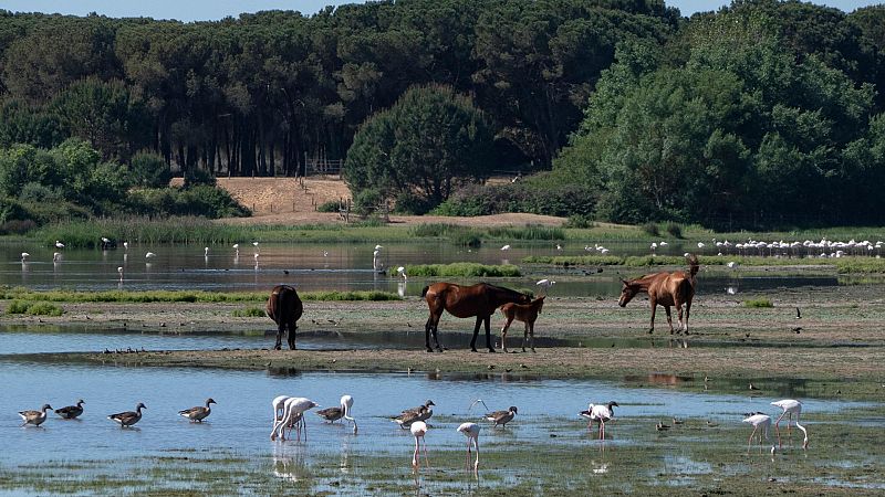 El Gobierno ve "inadmisible" la reacción del PP en Bruselas para tapar su "tropelía medioambiental" con Doñana
