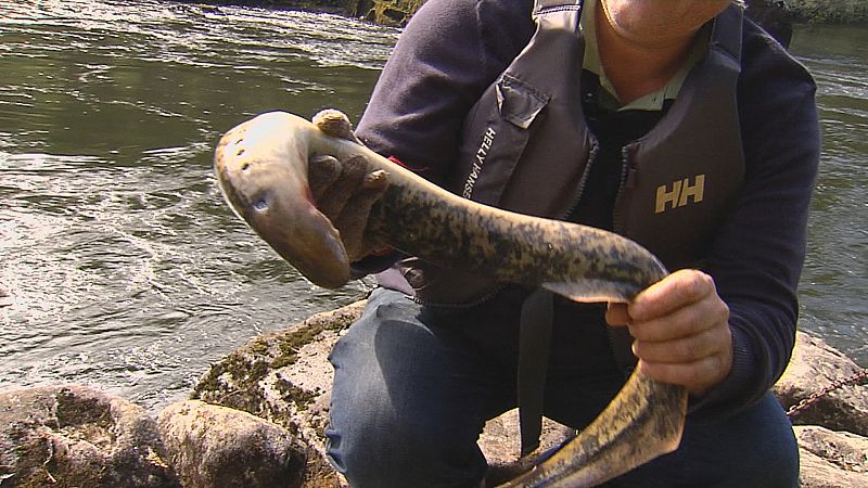 Tempo de lamprea no Mi�o