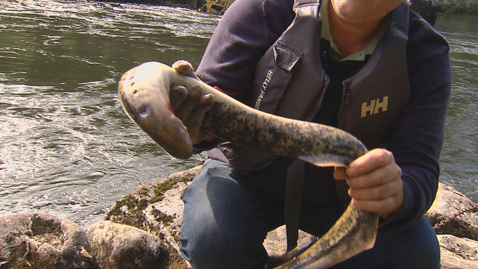 Tempo de lamprea no Miño