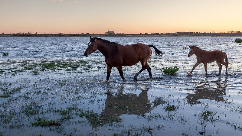 De Doñana a las multas por aguas residuales: España es el país de la UE con más infracciones ambientales activas