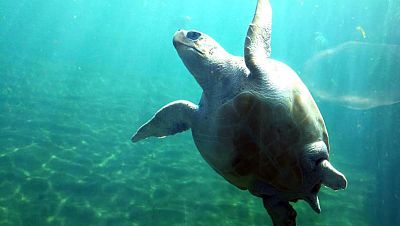 A golpe de bit - Proyectos que mejoran el planeta - 28/04/23 - escuchar ahora