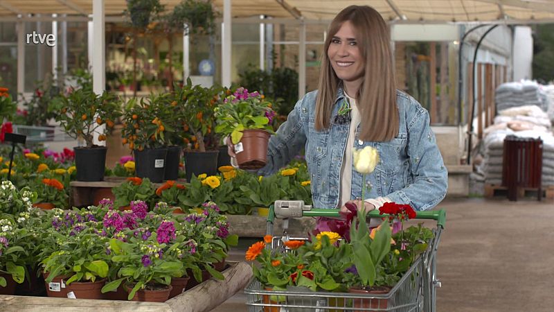 L'espanyol que va reproduir un nenúfar gegant únic a Europa