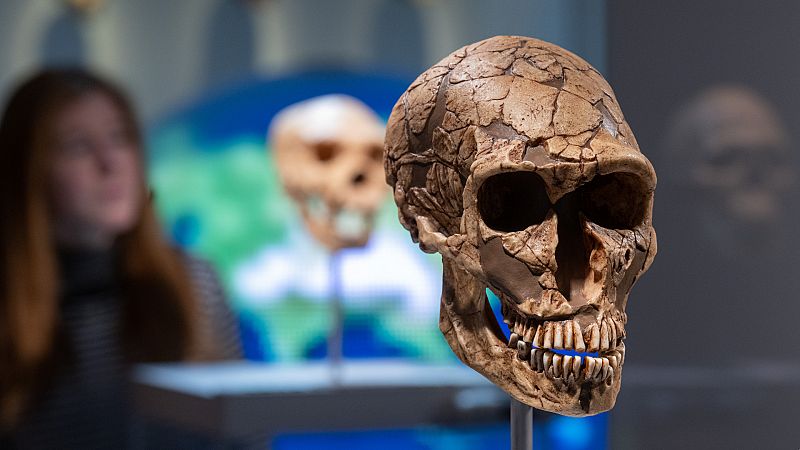 La forma de la nariz humana, herencia neandertal y ventaja evolutiva