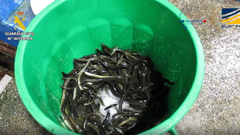 Detenidas 27 personas en España y Francia en una macrooperación contra el tráfico ilegal de angulas