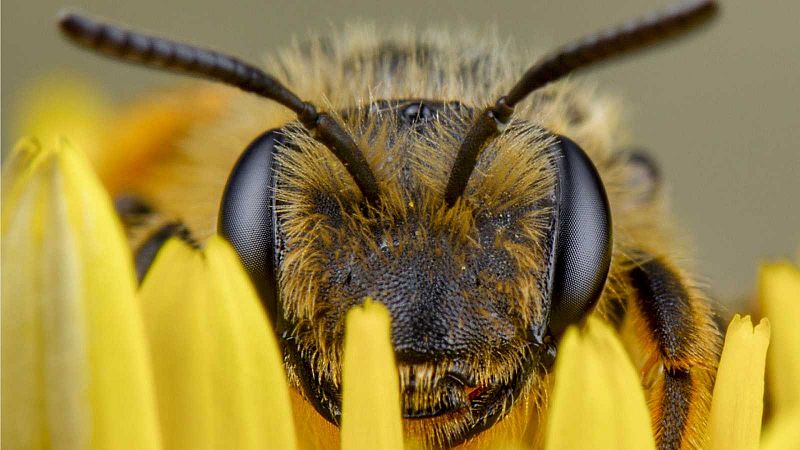La apicultura se marchita ante la falta de lluvia: "Están en riesgo millones de colmenas y su capacidad de polinización"