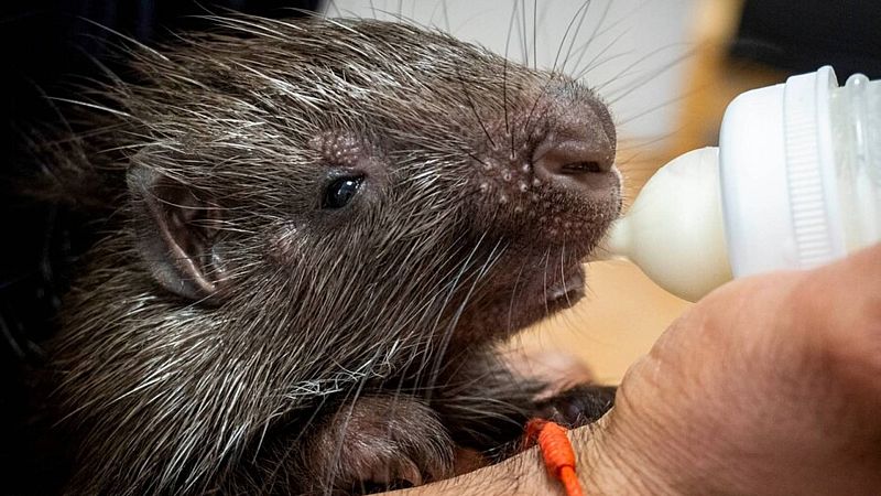 Nace una cría del puercoespín más grande del planeta en Bioparc Valencia