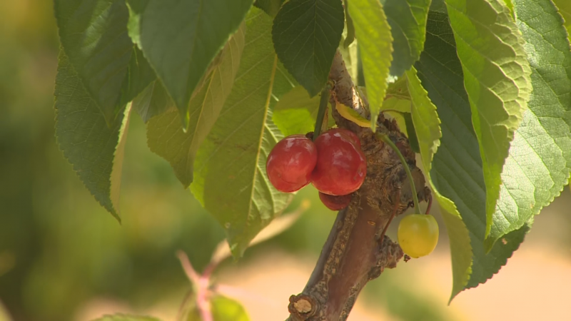 El calor anómalo y la sequía perjudican la campaña de la cereza en Aragón