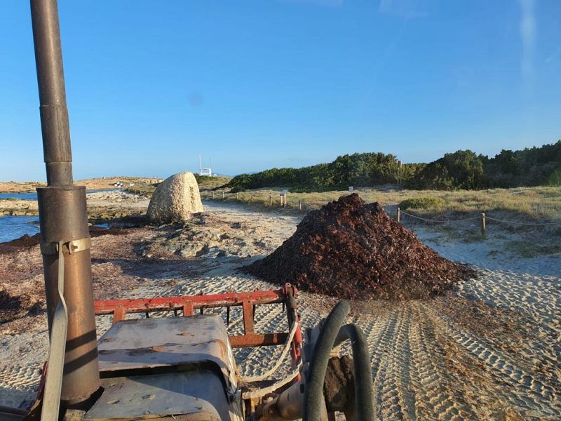 El Consell de Formentera ofereix la posid�nia retirada de les platges