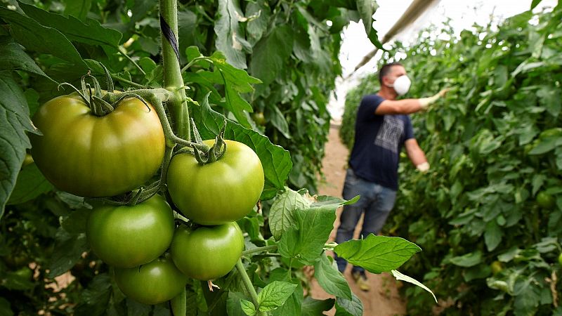 España, 'huerta de Europa': ¿peligran las exportaciones de fruta y verdura por la sequía?