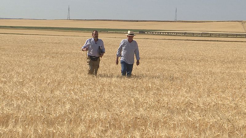Cereales y cultivos herbáceos amenazados por el calor y la falta de lluvias en C-LM