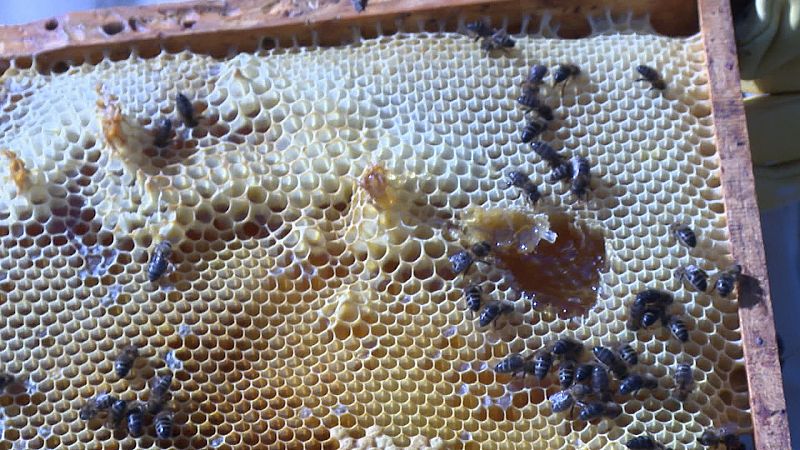 Las abejas y el sector apcola, en tiempos difciles