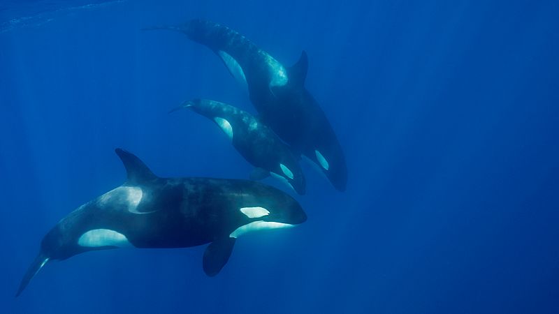Simple entretenimiento, moda o venganza: por qué las orcas golpean barcos en el estrecho de Gibraltar y Galicia
